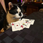 Murray is registered to the contest to win money with this photo: cat, playing_cards, ace, table, black_and_white_cat, indoor, bottle, liquor, poker, game, curious, feline, domestic_cat, tablecloth, cards, animal, pet, closeup, still_life, wooden_furniture