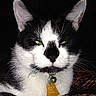 Murray is registered to the contest to win money with this photo: cat, black_and_white, green_eyes, collar, bell, tag, pet, animal, feline, whiskers, ears, paws, fur, resting, indoor, blanket, patterned, close_up, portrait, cute