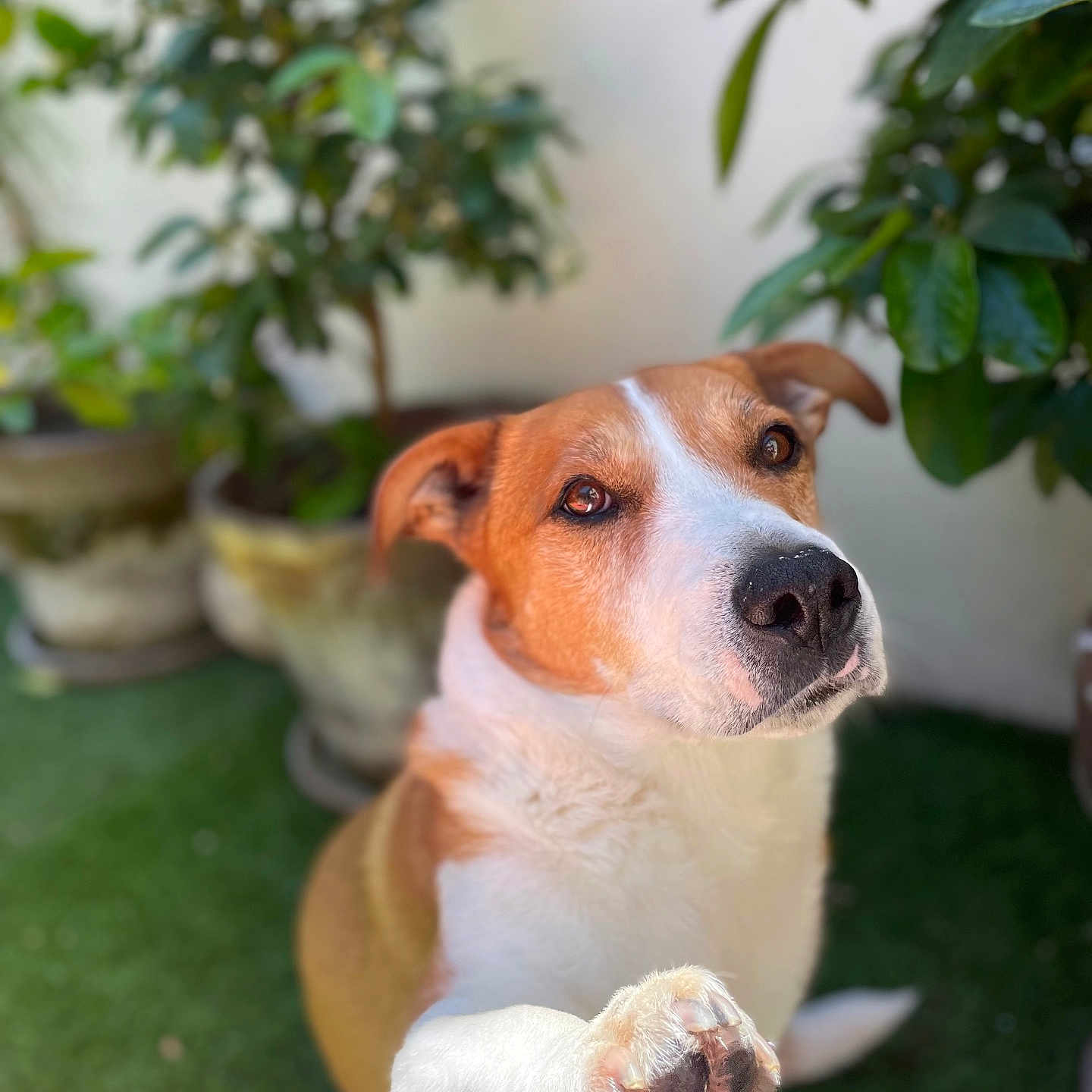 Tout Petit participe au concours pour gagner de l'argent avec cette photo : animal, ball, canine, dog, grass, hound, indoors, interiordesign, jar, leaf, pet, plant, planter, pottedplant, pottery, puppy, sport, tennis, tennisball, vase