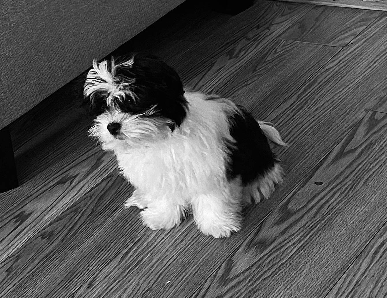 Hemi is registered to the contest to win money with this photo: canidae, carnivore, companion_dog, dog, dog_breed, flooring, fur, hardwood, laminate_flooring, maltepoo, monochrome, monochrome_photography, small_terrier, snout, sporting_group, style, terrier, toy_dog, wood, working_animal