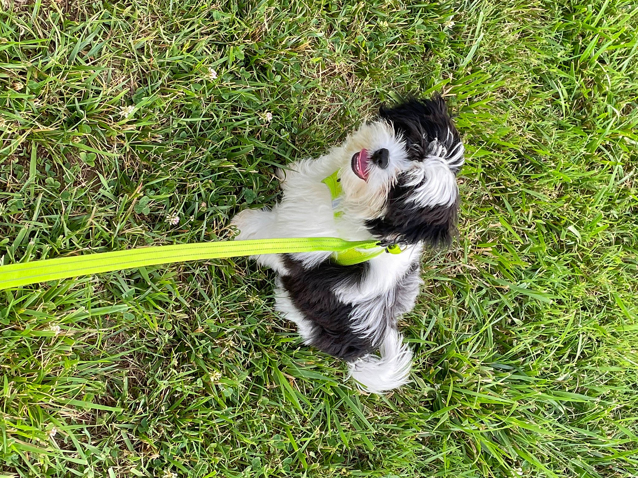 Hemi joined the competition — help win amazing prizes! canidae, carnivore, companion_dog, dog_breed, felidae, fur, grass, grassland, groundcover, non_sporting_group, pasture, plant, small_to_medium_sized_cats, sporting_group, tail, terrestrial_animal, toy_dog, wildlife