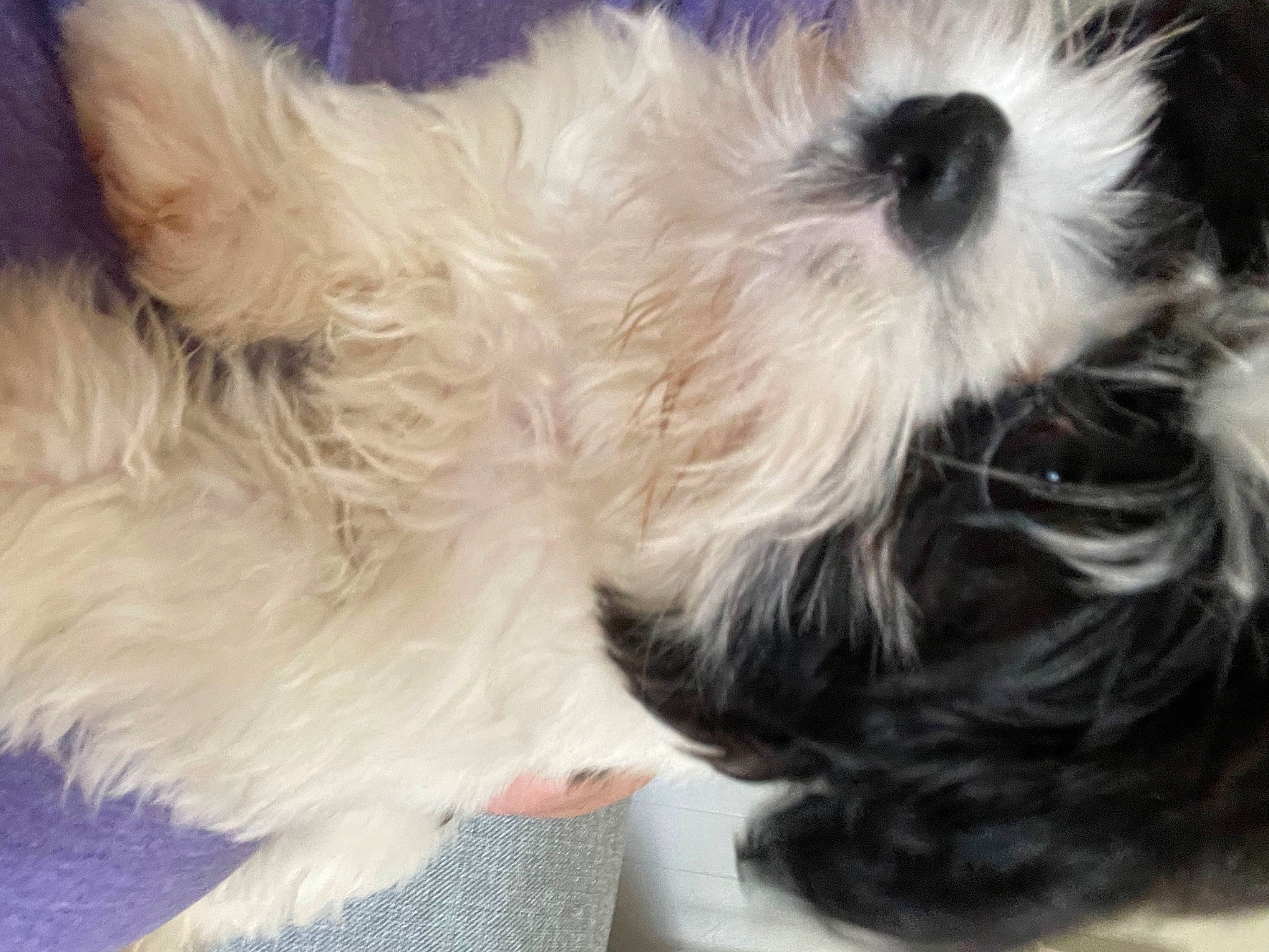 Hemi joined the competition — help win amazing prizes! canidae, carnivore, companion_dog, dog, dog_breed, dog_supply, ear, fawn, felidae, fur, paw, small_terrier, small_to_medium_sized_cats, snout, sporting_group, tail, terrier, toy_dog, whiskers, working_animal