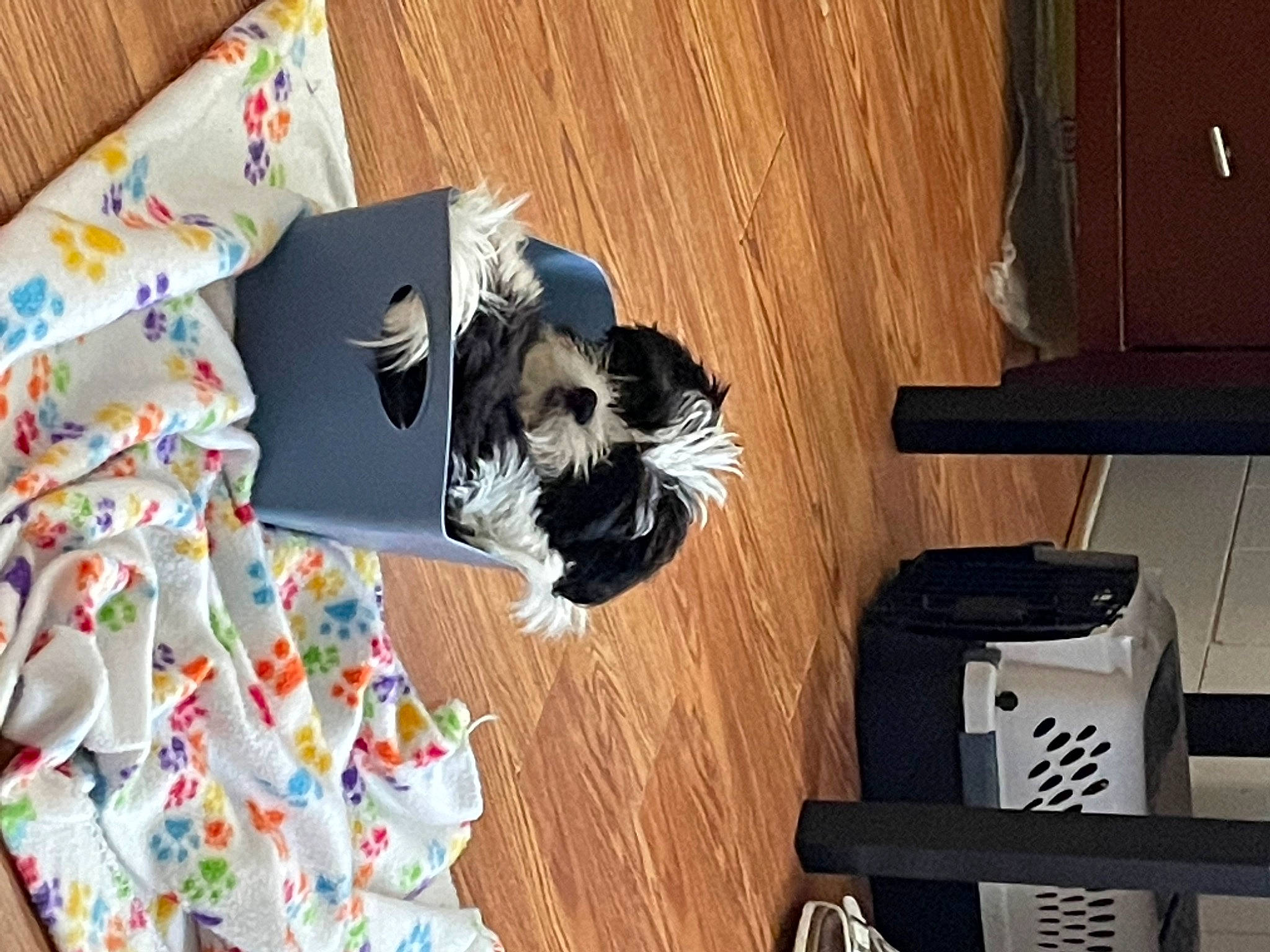 Hemi joined the competition — help win amazing prizes! carmine, carnivore, comfort, companion_dog, design, felidae, flooring, hardwood, linens, pattern, plywood, rectangle, room, shelf, shelving, small_to_medium_sized_cats, tail, whiskers, wood, wood_stain