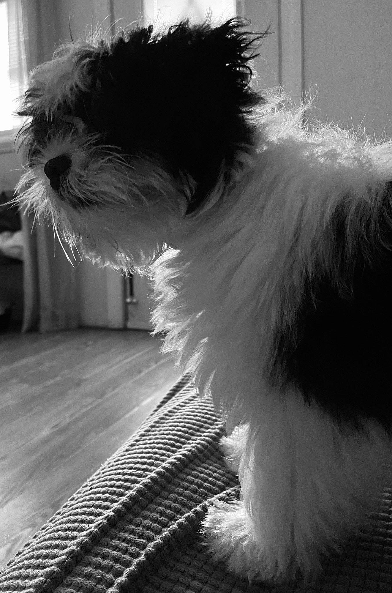 Hemi is registered to the contest to win money with this photo: black, black_and_white, canidae, carnivore, companion_dog, dog, dog_breed, felidae, flooring, fur, light, monochrome, monochrome_photography, snout, sporting_group, tail, terrier, toy_dog, whiskers, white