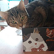 Chouquette a rejoint le concours — aidez-le/la à gagner de superbes lots ! abyssinian, animal, book, box, businesscard, cat, envelope, furniture, greetingcard, indoors, kitten, mail, manx, paper, pet, plant, pottedplant, publication, table, text