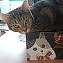 abyssinian, animal, book, box, businesscard, cat, envelope, furniture, greetingcard, indoors, kitten, mail, manx, paper, pet, plant, pottedplant, publication, table, text