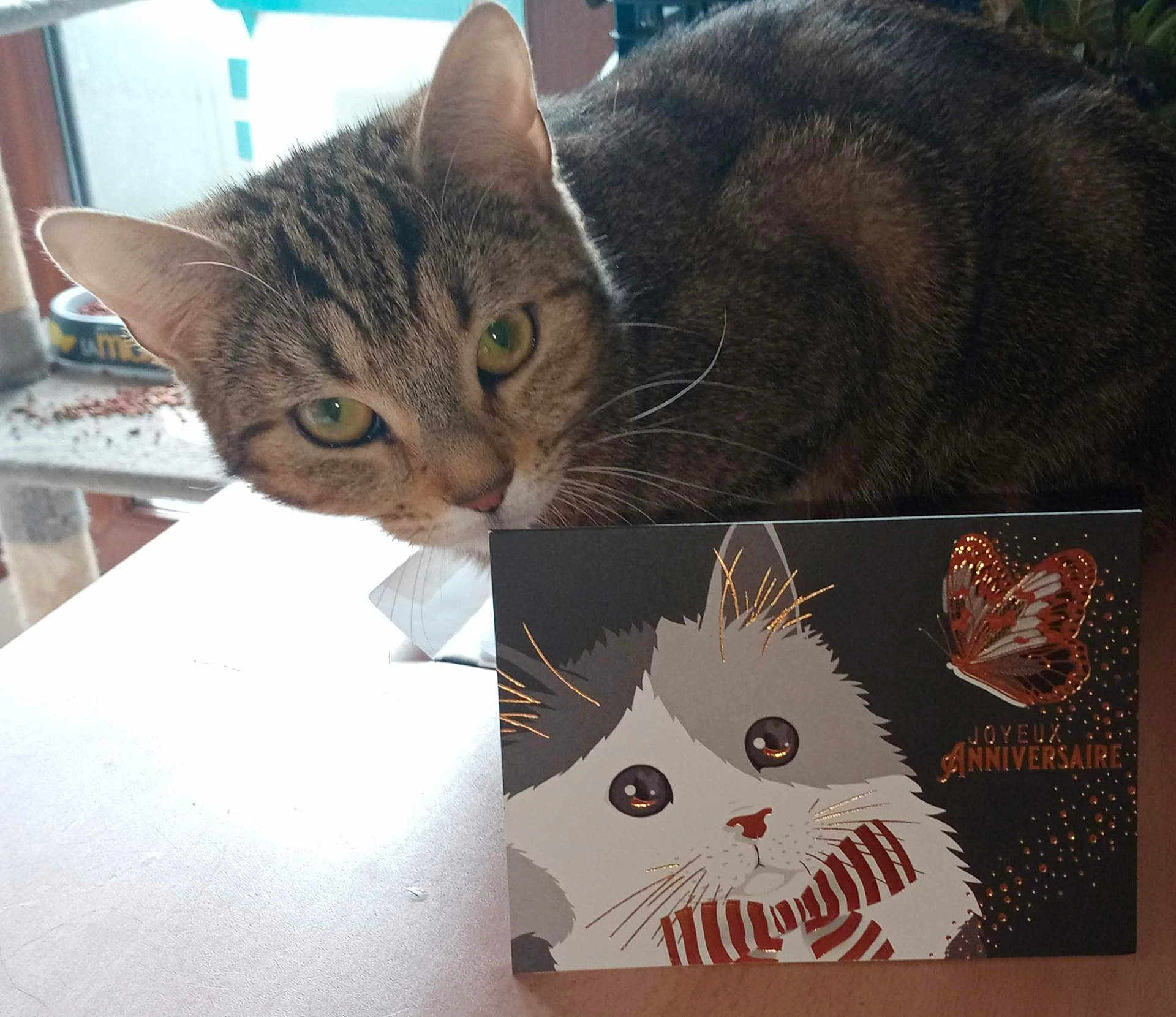 Chouquette a rejoint le concours — aidez-le/la à gagner de superbes lots ! abyssinian, animal, book, box, businesscard, cat, envelope, furniture, greetingcard, indoors, kitten, mail, manx, paper, pet, plant, pottedplant, publication, table, text