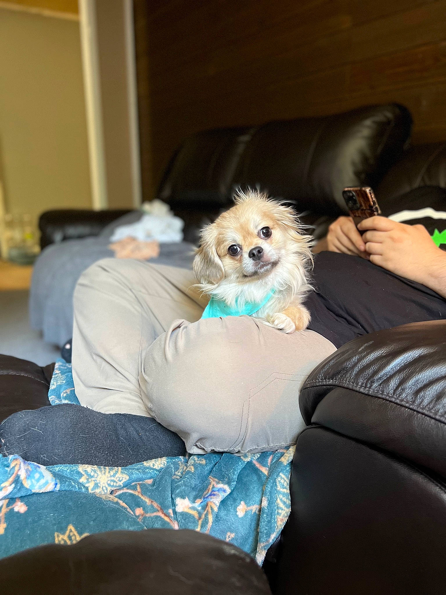 Wilson is registered to the contest to win money with this photo: canidae, carnivore, chair, comfort, companion_dog, couch, dog, dog_breed, dog_supply, eyewear, fur, labradoodle, pomeranian, sitting, small_terrier, sporting_group, sunglasses, terrier, toy, toy_dog