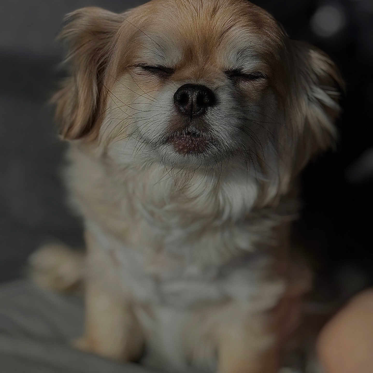 Wilson is registered to the contest to win money with this photo: animal, bodypart, canine, cockerspaniel, couch, dog, eskimodog, furniture, goldenretriever, hound, mouth, papillon, person, pet, poodle, puppy, snout, terrier