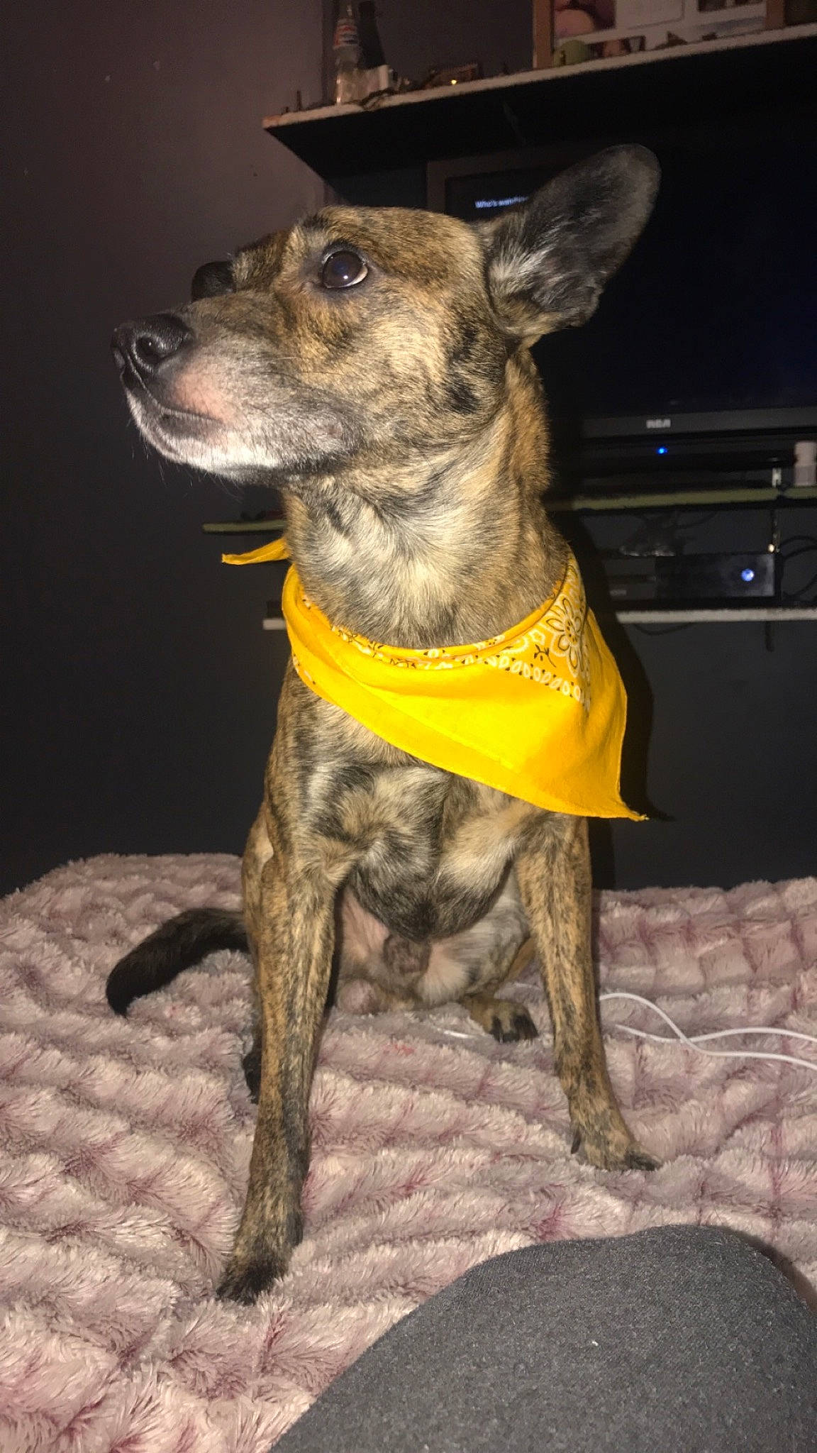 Buck joined the competition — help win amazing prizes! canidae, carnivore, collar, companion_dog, dog, dog_breed, dog_collar, dog_supply, fawn, guard_dog, non_sporting_group, snout, sporting_group, terrestrial_animal, whiskers, working_animal, working_dog