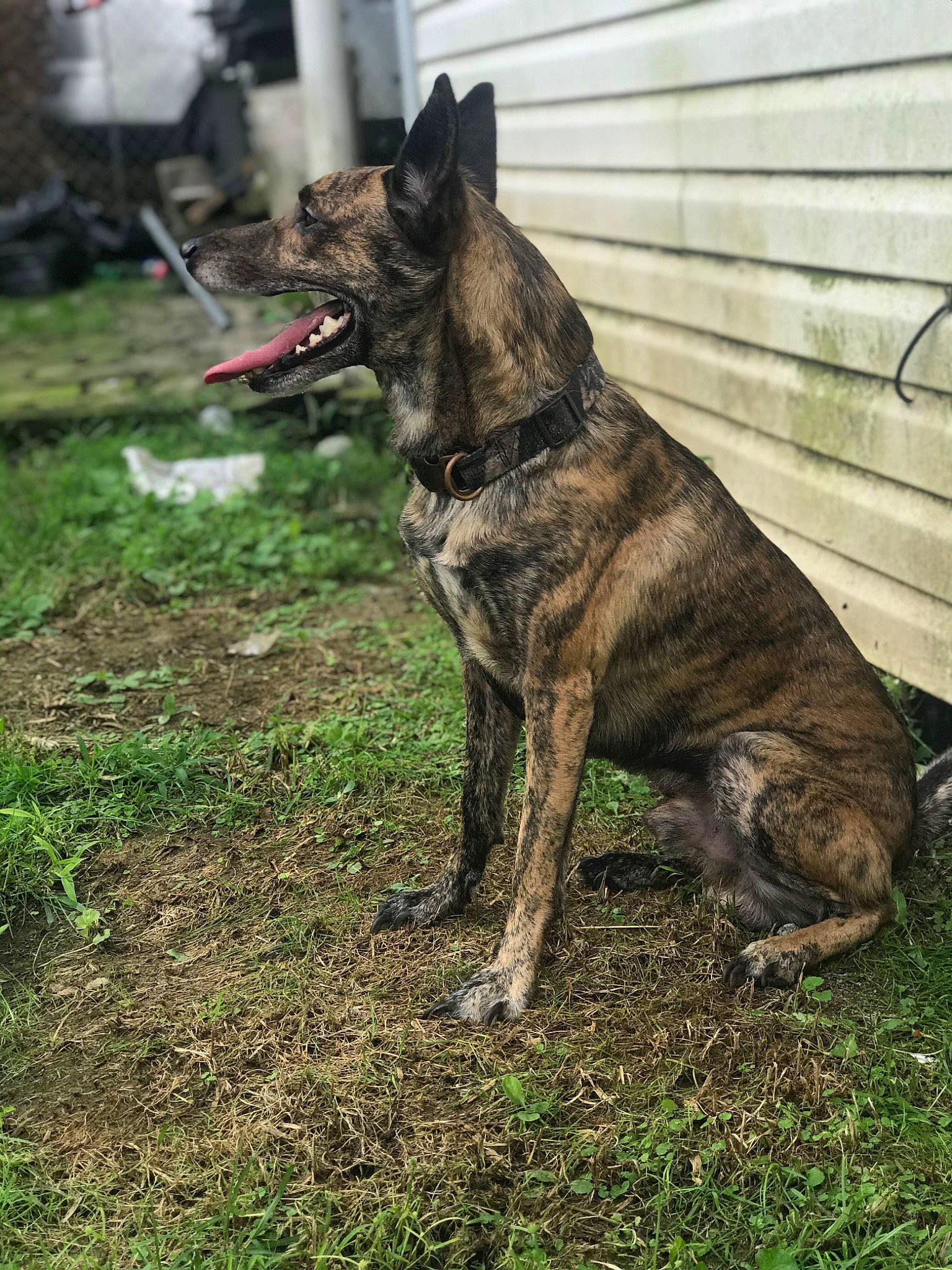 Buck is registered to the contest to win money with this photo: carnivore, collar, dog, dog_breed, grass, guard_dog, plott_hound, sporting_group, tail, terrestrial_animal, treeing_tennessee_brindle, working_animal, working_dog