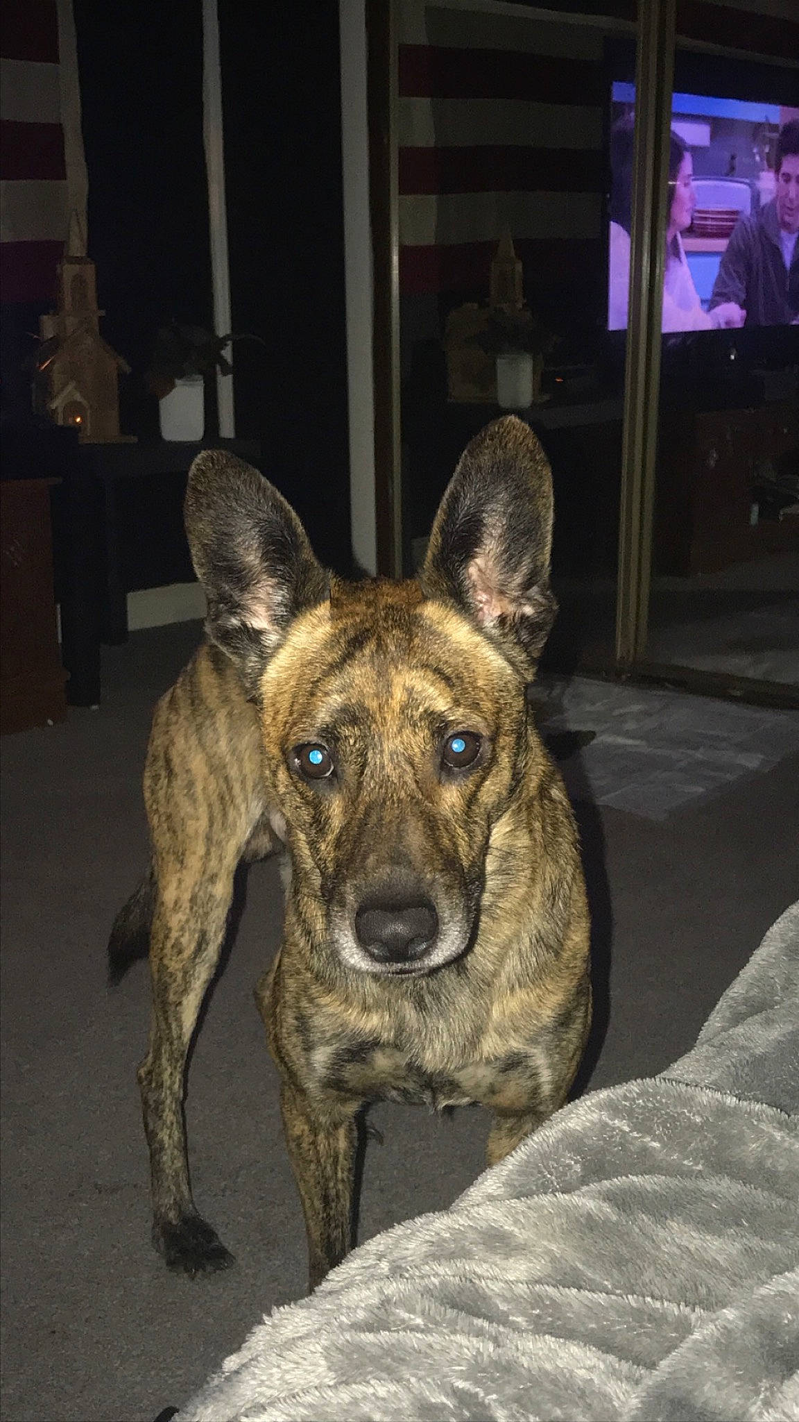 Buck joined the competition — help win amazing prizes! ancient_dog_breeds, canidae, carnivore, cimarron_uruguayo, companion_dog, dog, dog_breed, dogo_sardesco, fawn, guard_dog, herding_dog, non_sporting_group, plott_hound, snout, sporting_group, terrestrial_animal, treeing_tennessee_brindle, whiskers, working_animal, working_dog