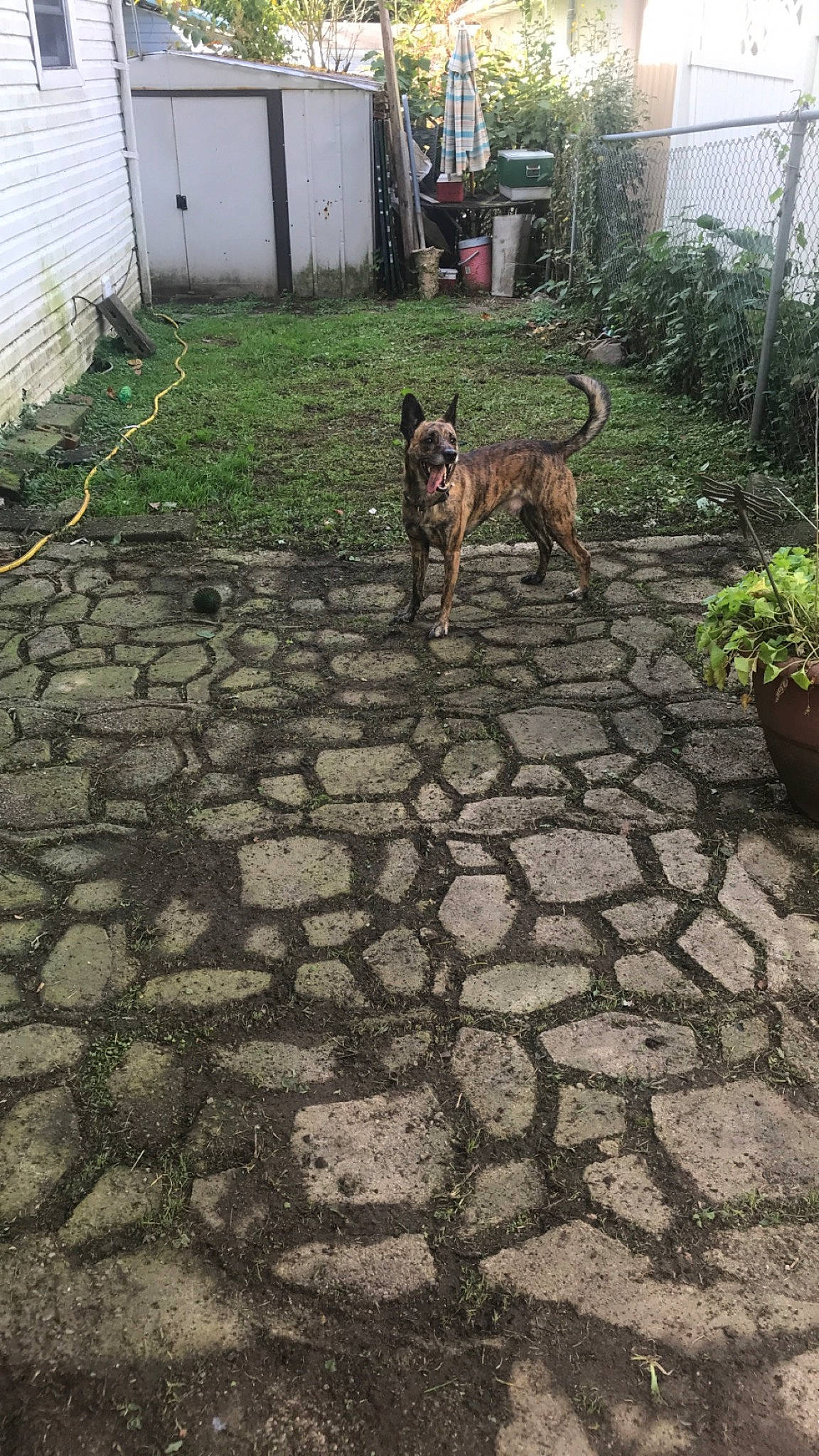 Buck joined the competition — help win amazing prizes! brick, brickwork, carnivore, cobblestone, companion_dog, dog, dog_breed, door, flagstone, floor, flooring, flowerpot, grass, groundcover, houseplant, plant, road_surface, sidewalk, soil, wall