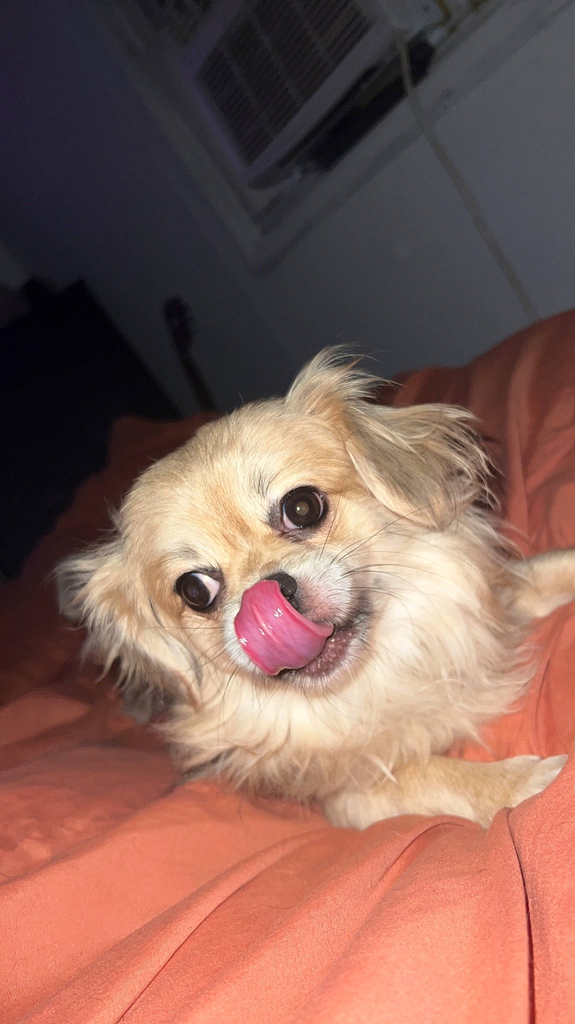 Wilson is registered to the contest to win money with this photo: canidae, carnivore, companion_dog, dog, dog_breed, dog_supply, ear, fawn, fur, liver, pet_supply, puppy_love, small_terrier, smile, snout, sporting_group, terrier, toy_dog, whiskers, working_animal