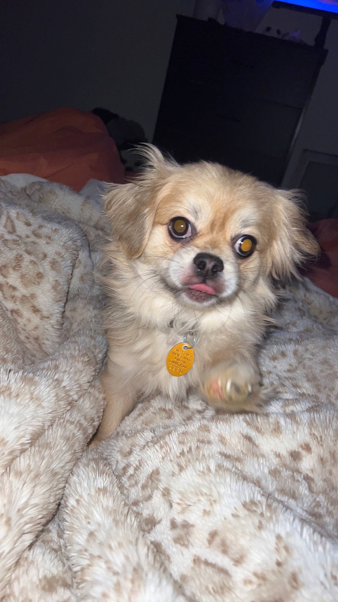 Wilson is registered to the contest to win money with this photo: canidae, carnivore, companion_dog, corgi_chihuahua, dog, dog_breed, dog_supply, fawn, fur, liver, maltepoo, puppy, snout, spaniel, sporting_group, tibetan_spaniel, toy_dog, volpino_italiano, whiskers, working_animal