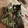 Computer is registered to the contest to win money with this photo: abyssinian, animal, bed, bedroom, cat, couch, cushion, dollar, egyptiancat, furniture, hardwood, homedecor, indoors, kitten, linen, manx, money, pet, room, wood
