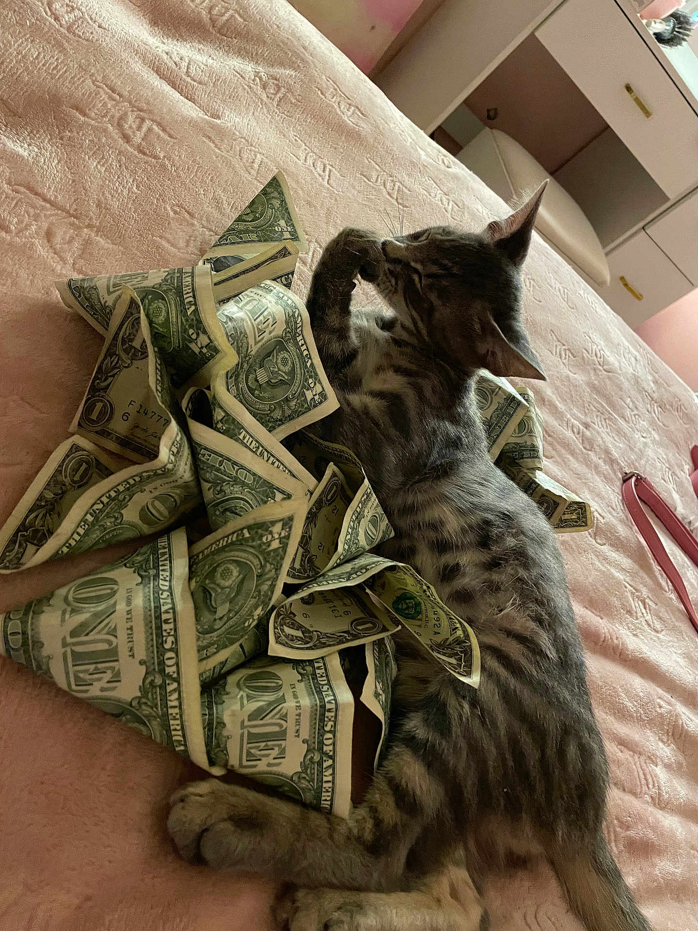 Computer is registered to the contest to win money with this photo: abyssinian, animal, bed, bedroom, cat, couch, cushion, dollar, egyptiancat, furniture, hardwood, homedecor, indoors, kitten, linen, manx, money, pet, room, wood