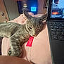 Computer joined the competition — help win amazing prizes! animal, cat, computer, computerhardware, computerkeyboard, couch, electronics, face, furniture, hardware, head, laptop, mobilephone, monitor, pc, person, pet, phone, screen, table