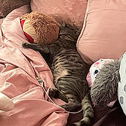 Computer joined the competition — help win amazing prizes! animal, bed, blanket, canine, cat, couch, cushion, dog, furniture, homedecor, indoors, kitten, person, pet, pillow, plush, puppy, sleeping, teddybear, toy