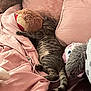 animal, bed, blanket, canine, cat, couch, cushion, dog, furniture, homedecor, indoors, kitten, person, pet, pillow, plush, puppy, sleeping, teddybear, toy