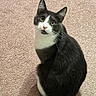cat, tuxedo_cat, pet, animal, fur, whiskers, ears, eyes, tail, sitting, carpet, indoor, cute, curious, feline, mammal, domestic, looking_up, texture, closeup