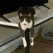 Simsim joined the competition — help win amazing prizes! cat, gray_cat, white_cat, indoor, table_leg, television, carpet, pet_bed, cables, curious, perched, paws, feline, animal, domestic_animal, resting, looking, mischief, home, living_room