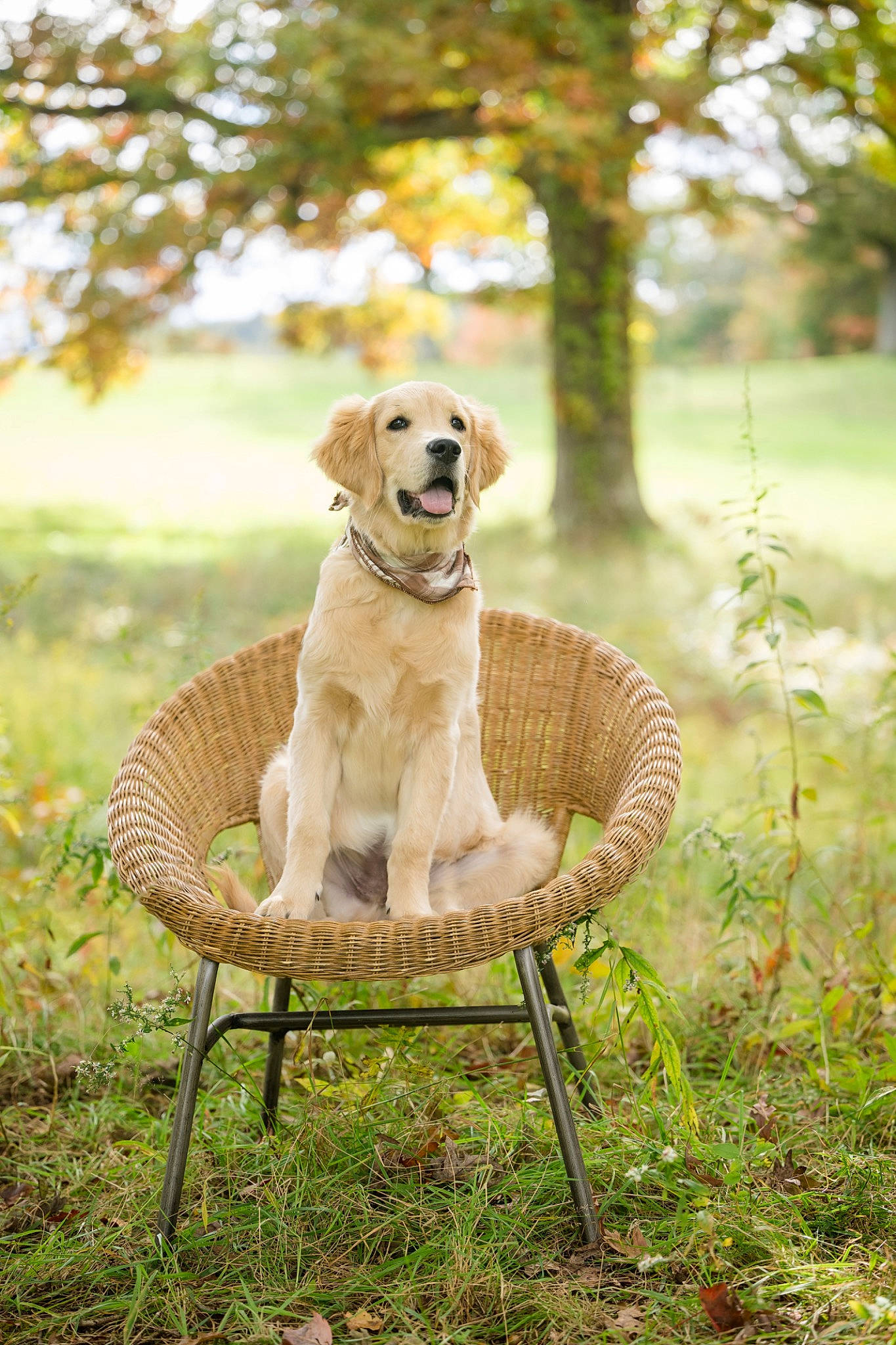 Branch joined the competition — help win amazing prizes! carnivore, chair, companion_dog, dog, dog_breed, dog_collar, fawn, garden, grass, landscape, outdoor_furniture, pet_supply, plant, sporting_group, sunlight, tail, tree, water, wood, working_animal