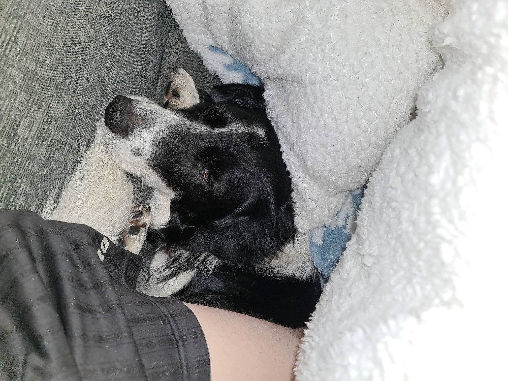 Jet joined the competition — help win amazing prizes! canidae, carnivore, comfort, companion_dog, dog, dog_breed, foot, fur, grey, guard_dog, human_leg, knee, nail, nap, non_sporting_group, paw, puppy_love, sitting, toy_dog, whiskers