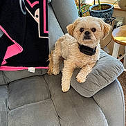 Jack joined the competition — help win amazing prizes! dog, small_dog, pet, chair, armchair, blanket, indoor, plant, window, sunlight, cozy, fur, brown_eyes, collar, carpet, wooden_stool, leisure, domestic, home, relaxing