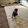 dog, tennis_ball, rug, carpet, person, treadmill, living_room, window, sunlight, blanket, couch, floor, exercise, pet, indoor, home, furniture, shoes, sock, cord