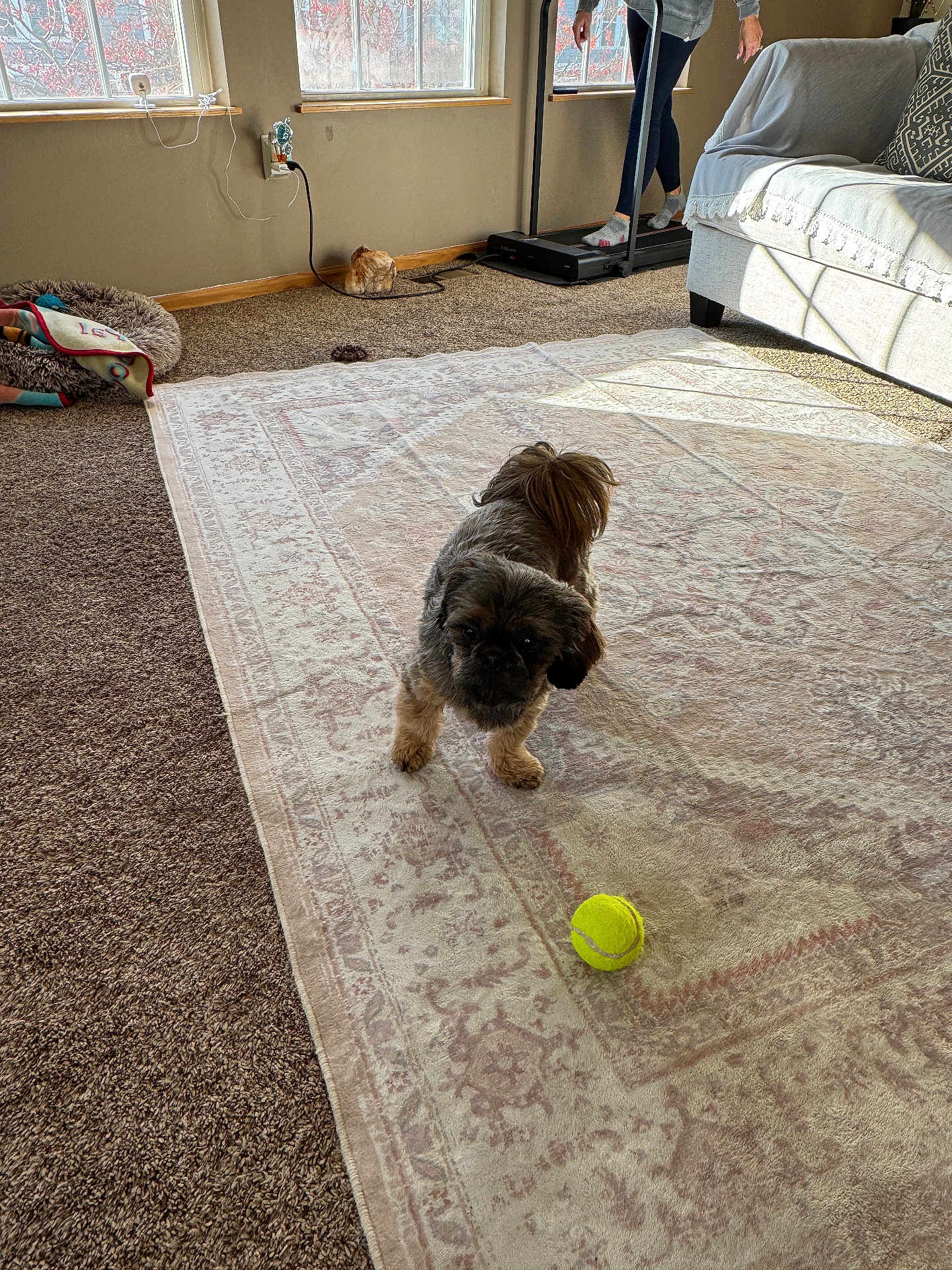 Meya joined the competition — help win amazing prizes! dog, tennis_ball, rug, carpet, person, treadmill, living_room, window, sunlight, blanket, couch, floor, exercise, pet, indoor, home, furniture, shoes, sock, cord
