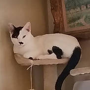 Smudge joined the competition — help win amazing prizes! cat, black_and_white, cat_perch, indoor, relaxed, pet, feline, animal, resting, fur, tail, ear, face, portrait, home, cozy, painting, wall, furniture, toy