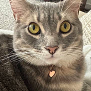 Luna Moon is registered to the contest to win money with this photo: animal, cat, close_up, collar, cute, domestic, ears, face, feline, fur, heart_tag, indoor, looking, nose, pet, portrait, soft_light, tabby, whiskers, yellow_eyes