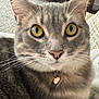animal, cat, close_up, collar, cute, domestic, ears, face, feline, fur, heart_tag, indoor, looking, nose, pet, portrait, soft_light, tabby, whiskers, yellow_eyes