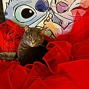 Ozz joined the competition — help win amazing prizes! animal, cartoon_background, cat, colorful, cozy, cute, cute_pet, domestic_cat, feline, gray_cat, indoor, pet, portrait, red_fabric, relaxed, resting, sitting, soft_texture, tulle, whiskers