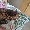 Lary a rejoint le concours — aidez-le/la à gagner de superbes lots ! cat, bengal_cat, tabby, striped_fur, brown_fur, green_eyes, animal, pet, sleeping, lying_down, bed, blanket, bedroom, wardrobe, furniture, indoor, cozy, relaxed, portrait, home
