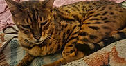 Lary participe au concours pour gagner de l'argent avec cette photo : cat, bengal_cat, spotted_fur, striped_fur, sleeping, lying_down, curled_up, pet, animal, whiskers, ears, paws, tail, bed, blanket, bedroom, cozy, indoors, portrait, relaxed