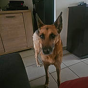 Elfy a rejoint le concours — aidez-le/la à gagner de superbes lots ! dog, canine, tan_coat, standing, pointed_ears, long_muzzle, brown_dog, indoor, living_room, tile_floor, furniture, cabinet, television, electronics, slippers, pet, portrait, looking_at_camera, serious_expression, home