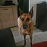 dog, canine, tan_coat, standing, pointed_ears, long_muzzle, brown_dog, indoor, living_room, tile_floor, furniture, cabinet, television, electronics, slippers, pet, portrait, looking_at_camera, serious_expression, home