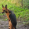 dog, canine, black_and_tan, sitting, outdoor, garden, grass, mud, dirt, fence, vegetation, plants, leaves, path, animal, pet, pointed_ears, long_tail, portrait, daylight