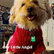 Pumpkin joined the competition — help win amazing prizes! dog, red_sweater, indoor, fluffy, pet, happy, smiling, fur, collar, tag, wall, dartboard, decoration, background, animal, cute, portrait, closeup, cozy, friendly