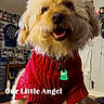 dog, red_sweater, indoor, fluffy, pet, happy, smiling, fur, collar, tag, wall, dartboard, decoration, background, animal, cute, portrait, closeup, cozy, friendly