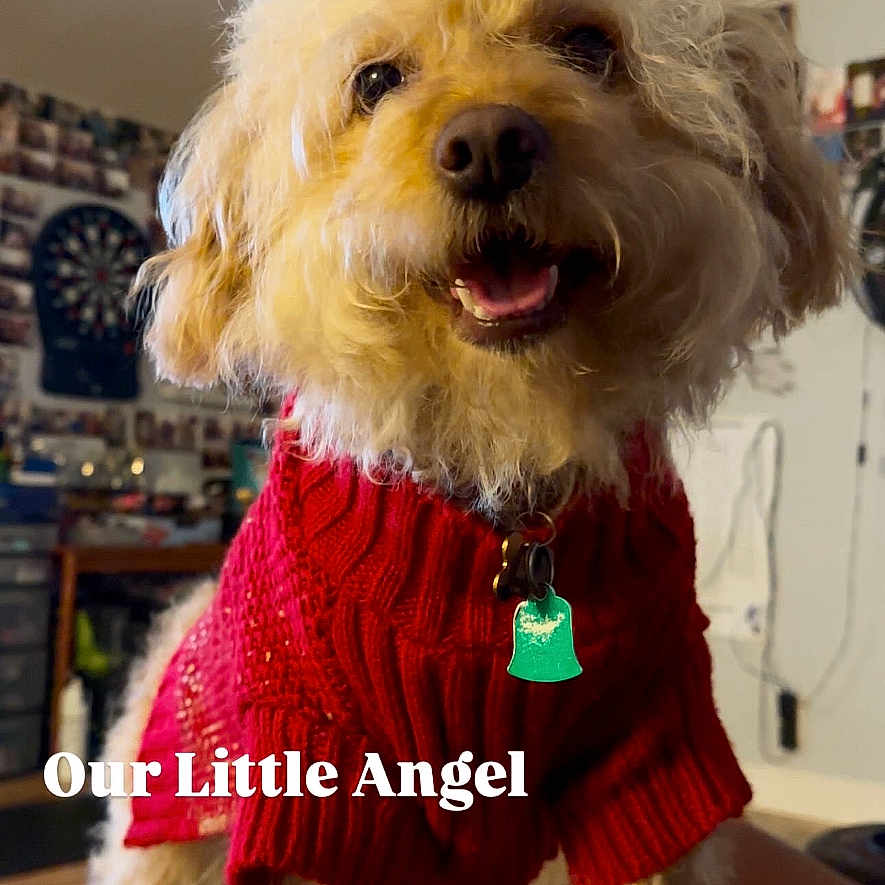 Pumpkin joined the competition — help win amazing prizes! dog, red_sweater, indoor, fluffy, pet, happy, smiling, fur, collar, tag, wall, dartboard, decoration, background, animal, cute, portrait, closeup, cozy, friendly