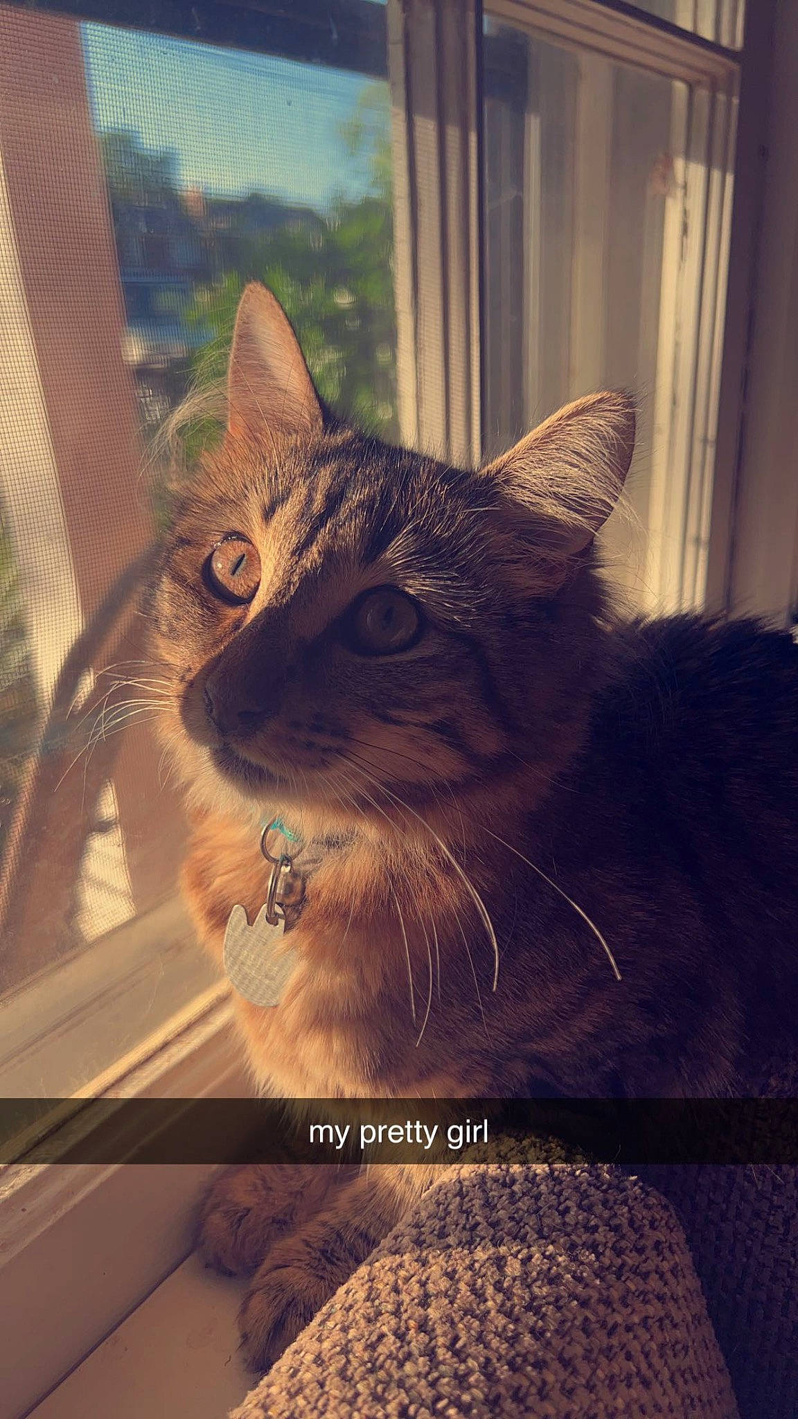 Jupiter joined the competition — help win amazing prizes! carnivore, cat, domestic_short_haired_cat, door, felidae, fur, metal, paw, photo_caption, plant, sitting, small_to_medium_sized_cats, snout, square, tail, tints_and_shades, tree, whiskers, window, wood