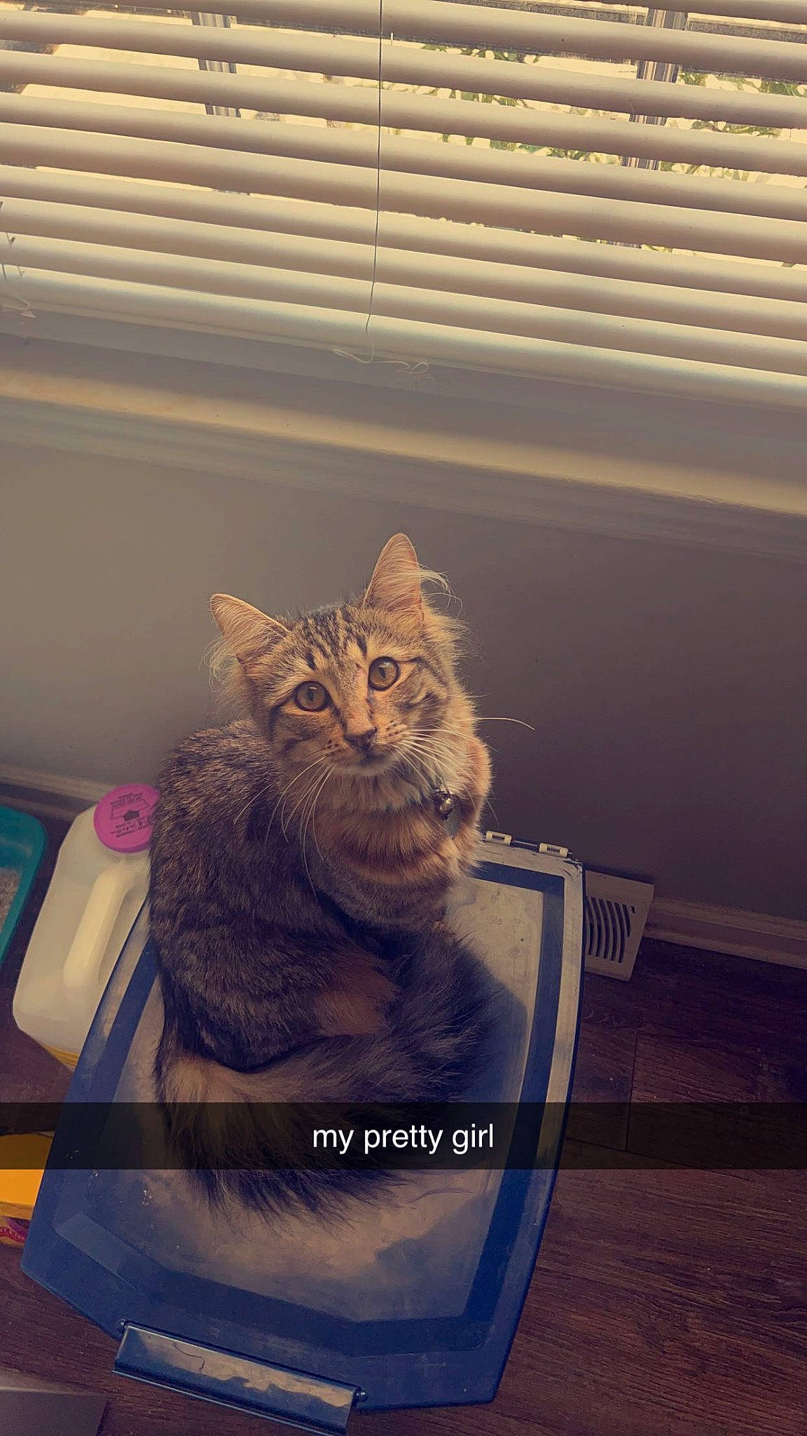 Jupiter joined the competition — help win amazing prizes! art, box, carnivore, cat, comfort, domestic_short_haired_cat, felidae, fur, grey, plant, sitting, small_to_medium_sized_cats, tableware, tail, tints_and_shades, visual_arts, whiskers, window, window_blind, wood