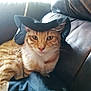 George is registered to the contest to win money with this photo: cat, orange_tabby, pet, animal, hat, witch_hat, couch, leather, indoor, feline, cute, relaxed, whiskers, ears, fur, mammal, domestic_animal, resting, closeup, portrait