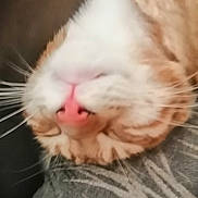 George is registered to the contest to win money with this photo: cat, close_up, ginger_cat, white_fur, pink_nose, whiskers, upside_down, feline, pet, animal, soft_focus, blurred_background, sleeping, resting, cute, fur, indoor, domestic_cat, portrait, animal_face