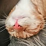 cat, close_up, ginger_cat, white_fur, pink_nose, whiskers, upside_down, feline, pet, animal, soft_focus, blurred_background, sleeping, resting, cute, fur, indoor, domestic_cat, portrait, animal_face