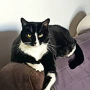 Michou a rejoint le concours — aidez-le/la à gagner de superbes lots ! armrest, black_and_white, cat, couch, domestic_animal, feline, fur, household, indoor, lounging, mammal, orange_cloth, paw, pet, purple_couch, relaxed, resting, sofa, whiskers, yellow_eyes