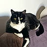 armrest, black_and_white, cat, couch, domestic_animal, feline, fur, household, indoor, lounging, mammal, orange_cloth, paw, pet, purple_couch, relaxed, resting, sofa, whiskers, yellow_eyes